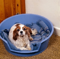 Picture of cavalier king charles spaniel lying in a bed