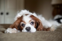 Picture of cavalier king charles spaniel with head down on bed