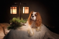 Picture of cavalier king charles spaniel with christmas scene