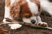 Picture of cavalier king charles spaniel sniffing a stick