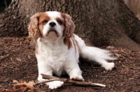 Picture of cavalier king charles spaniel lying down with stick