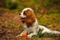 Picture of Cavalier King Charles Spaniel laying with orange ball. 