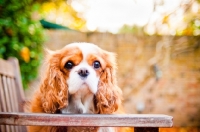 Picture of Cavalier King Charles Spaniel on bench