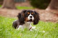 Picture of Cavalier King Charles spaniel lying in grass with stick