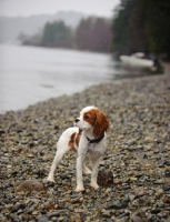 Picture of Cavalier King Charles Spaniel standing by the edge of water.