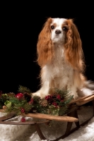 Picture of cavalier king charles spaniel on sleigh