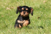 Picture of Cavalier King Charles Spaniel puppy