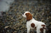 Picture of Cavalier King Charles Spaniel standing on stone shore. 