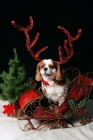 Picture of cavalier king charles spaniel with antlers riding in sleigh