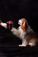 Picture of cavalier king charles spaniel receiving gift