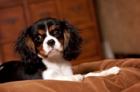 Picture of Cavalier King Charles spaniel lying on brown bedding