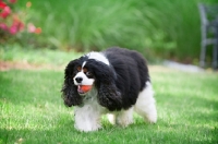 Picture of cavalier king charles spaniel retrieving ball