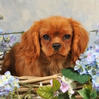 Picture of Cavalier King Charles Spaniel amongst flowers