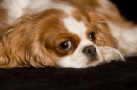 Picture of Cavalier King Charles Spaniel, resting