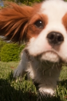 Picture of Cavalier King Charles Spaniel puppy, looking into camera