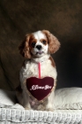 Picture of Cavalier King Charles Spaniel sitting with heart 