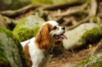Picture of Cavalier King Charles Spaniel amongst mossy rocks. 
