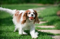Picture of cavalier king charles spaniel running with ball in mouth