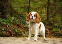 Picture of Cavalier King Charles Spaniel standing with forest in background. 
