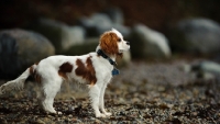 Picture of Cavalier King Charles Spaniel standing on shore with rocks as the background.