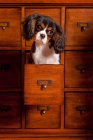 Picture of Cavalier King Charles spaniel sitting in apothecary drawer