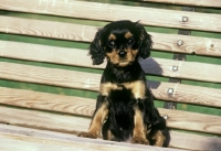 Picture of cavalier king charles spaniel puppy on a garden seat