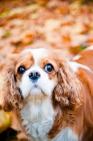 Picture of Cavalier King Charles Spaniel 