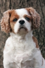 Picture of cavalier king charles spaniel sitting in front of tree