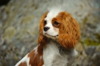 Picture of Cavalier King Charles Spaniel sitting looking back.