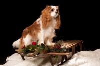 Picture of cavalier king charles spaniel on sleigh