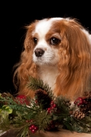 Picture of cavalier king charles spaniel portrait