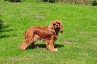 Picture of Cavalier King Charles Spaniel side view