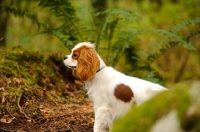 Picture of Cavalier King Charles Spaniel amongst ferns in forest.