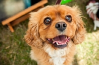 Picture of Cavalier King Charles Spaniel portrait
