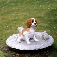 Picture of cavalier king charles spaniel puppy from alansmere cavaliers