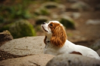 Picture of Cavalier King Charles Spaniel amongst rocks. 