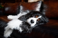 Picture of cavalier king charles spaniel lying on side on leather couch