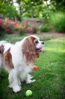 Picture of cavalier king charles spaniel in profile with tennis balls at feed