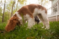 Picture of Cavalier King Charles Spaniel, digging in garden