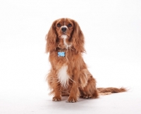 Picture of Cavalier King Charles Spaniel on white background