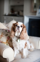 Picture of cavalier king charles spaniel sitting on armchair