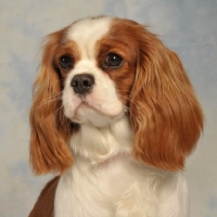 Picture of Cavalier King Charles Spaniel head study