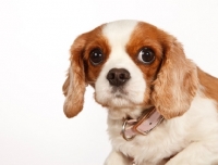 Picture of Cavalier King Charles Spaniel looking at camera