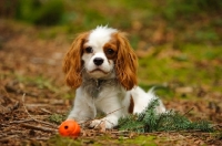 Picture of Cavalier King Charles Spaniel laying with orange ball. 