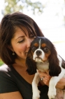 Picture of Cavalier King Charles Spaniel with woman