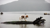 Picture of Cavalier King Charles Spaniel balancing on log in water.