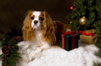 Picture of cavalier king charles spaniel near gifts