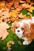 Picture of Cavalier King Charles Spaniel near leaves