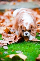 Picture of Cavalier King Charles Spaniel in autumn