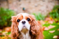 Picture of Cavalier King Charles Spaniel portrait